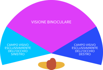 Rappresentazione della visione binoculare: fino a dove arriva e dove inizia a vedere solo l'occhio destro/occhio sinistro.
