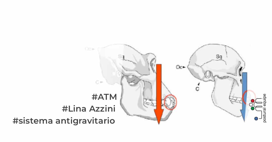 La relazione occluso-posturale: la lotta antigravitaria